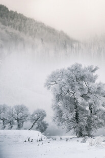 雪覆山林的冬日静谧景象