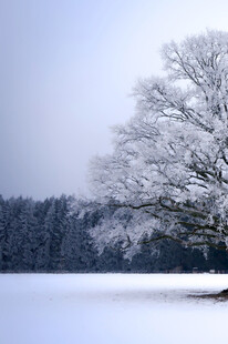 冬日雪覆孤树雪景图