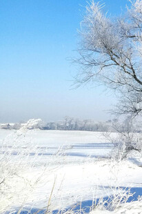 冬日雪景中的孤树
