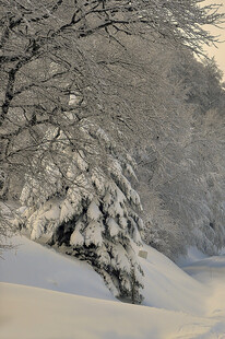 冬日雪景中的覆雪树木