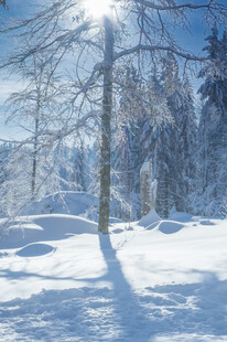 冬日雪林阳光洒落美景