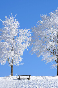 雪覆树木与长椅的冬日美景