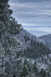 雪覆山林的静谧冬日景象