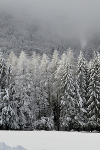 冬日雪覆森林美景