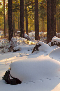 冬日雪覆森林静谧美景