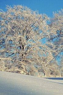 冬日雪覆树木的美丽景致