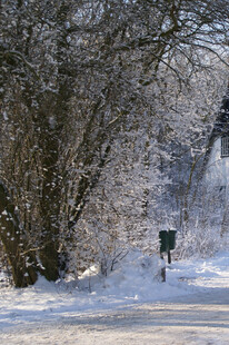 冬日雪林中小径漫步景象