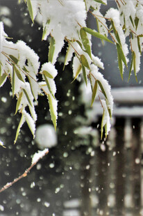雪覆柳枝叶景