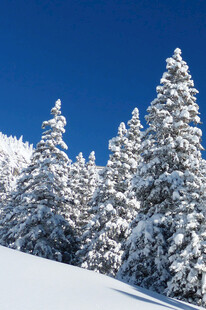 雪覆松林蓝天映衬美景