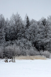 冬日雪覆树林的宁静景象