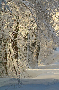 冬日雪覆树林美景