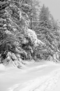冬日雪景中的雪覆树林