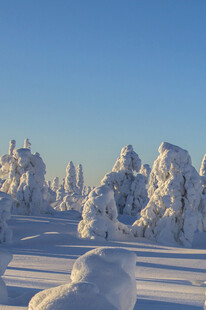 冬日雪覆森林美景