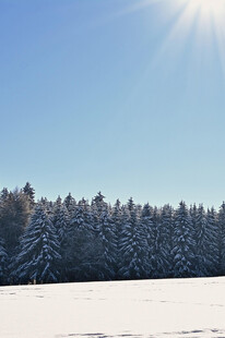 冬日雪林阳光下的静谧美景