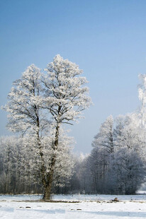 冬日雪覆树木美景