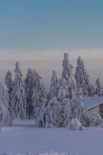 冬日雪景中的银白松林