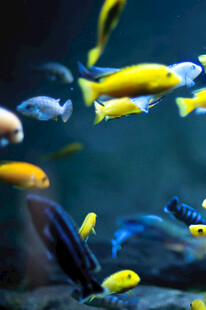 多彩群鱼畅游水族馆