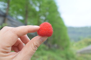 手捧鲜红树莓