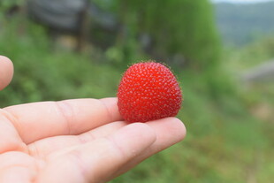 手中的鲜红诱人小果实