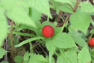 绿叶间的鲜红野果