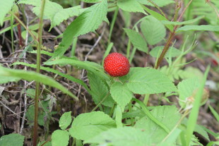 绿叶间的鲜红野果