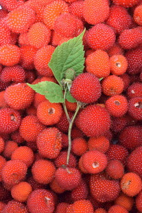 红树莓中独株绿叶突显