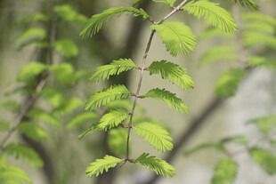 水杉新叶