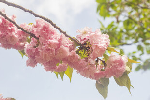 晚樱花枝