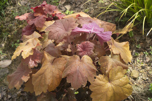 多彩矾根植物特写