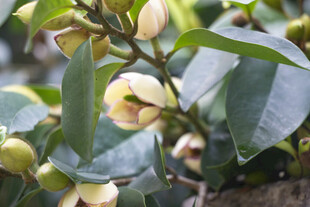 含笑花骨朵特写