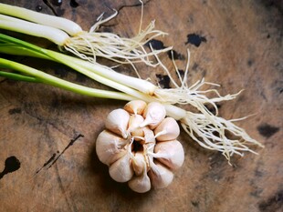 新鲜大蒜带葱根特写