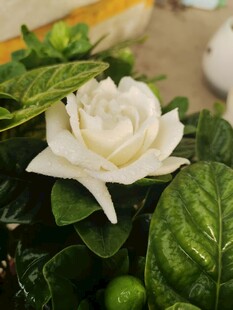 洁白栀子花绽放绿叶间