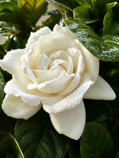 洁白绽放的优雅栀子花