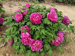 娇艳盛开的粉色牡丹花