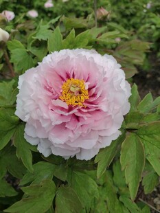 娇艳粉色牡丹花绽放