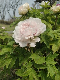 盛开的浅粉色牡丹花