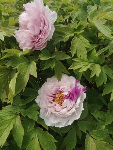 两朵娇艳盛开的粉色牡丹