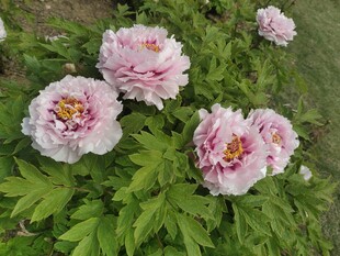 娇艳盛开的粉色牡丹花