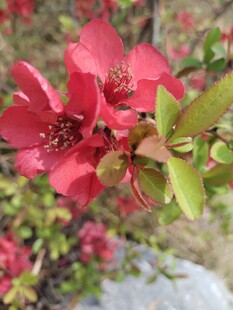 娇艳红海棠绽放枝头