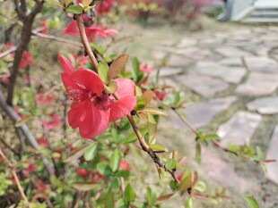 石径旁娇艳的红色花卉