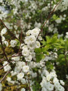 重瓣李叶绣线菊
