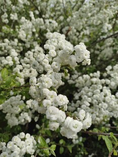 洁白繁花绽放枝头