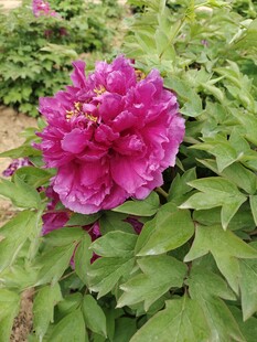 娇艳盛开的紫红色牡丹花