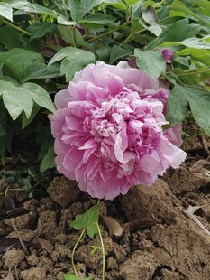 娇艳盛开的粉色牡丹花