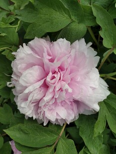 娇艳粉色牡丹花