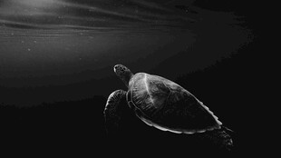深海中游动的神秘海龟