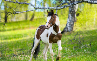 草地上的花斑马驹