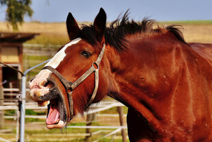 张嘴嘶鸣的棕白相间骏马