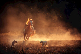 草原骏马奔腾伴飞鸟