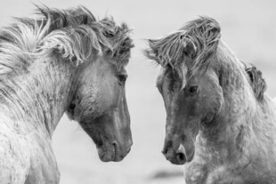 两匹马的亲密对视瞬间